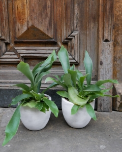 Łosie rogi - Platycerium S