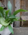 platycerium_s_2.jpg