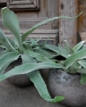 platycerium_s_3.jpg