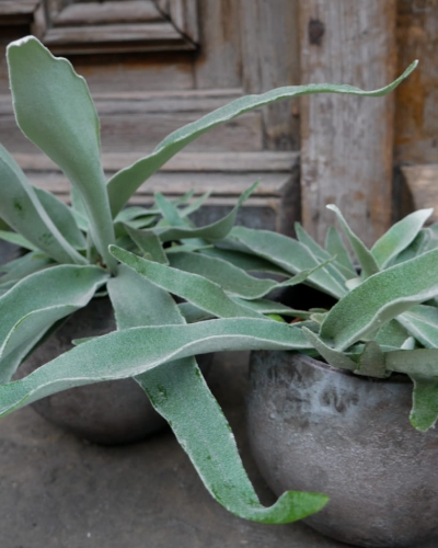 platycerium_s_3.jpg