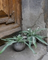 platycerium_s_4.jpg