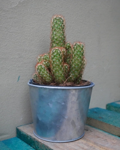 cactus_pot12_1.jpg
