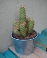 cactus_pot12_2.jpg