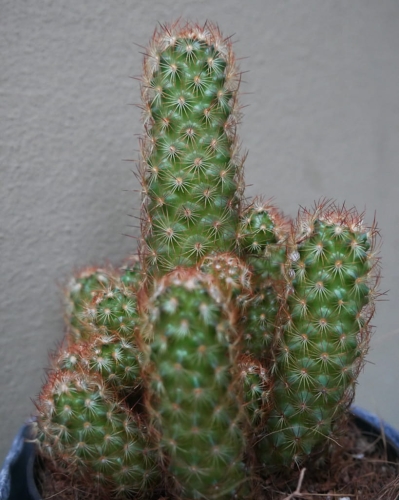 cactus_pot12_3.jpg
