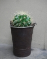 cactus_pot12_4.jpg