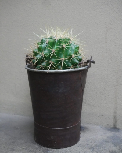 cactus_pot12_4.jpg