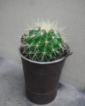 cactus_pot12_5.jpg