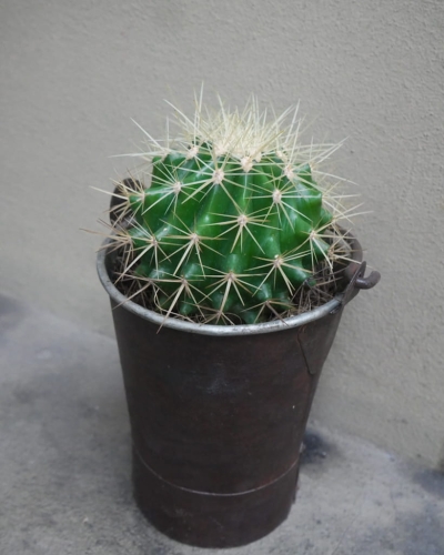 cactus_pot12_5.jpg