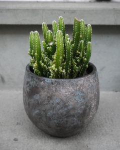 Cactus pot 12