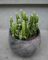 cactus_pot12_7.jpg