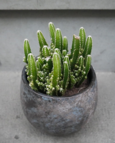 cactus_pot12_7.jpg