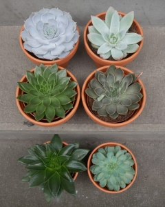 Echeveria Mix