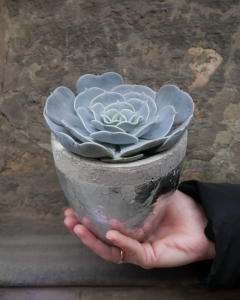 Echeveria 12cm
