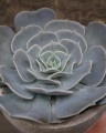 echeveria_12cm_3.jpg