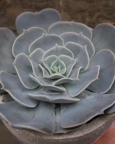 echeveria_12cm_3.jpg