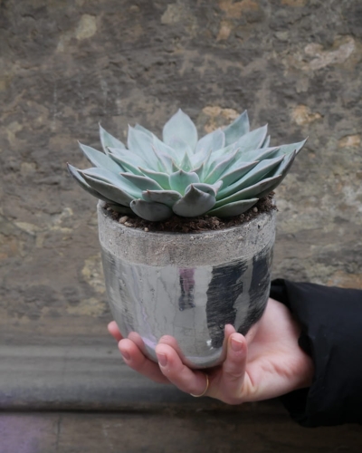 echeveria_12cm_4.jpg