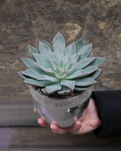 echeveria_12cm_5.jpg