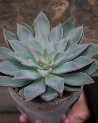 echeveria_12cm_6.jpg