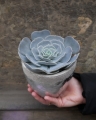 echeveria_12cm_2.jpg