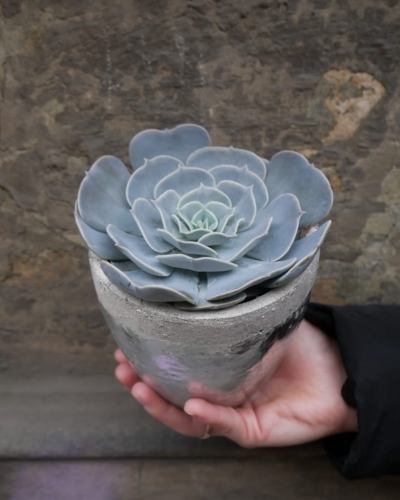 echeveria_12cm_2.jpg