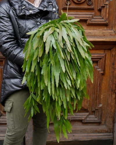 rhipsalis_ramulosa_2.jpg