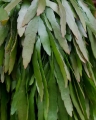rhipsalis_ramulosa_3.jpg