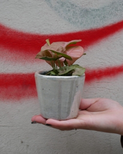 Syngonium Neon Robusta mini