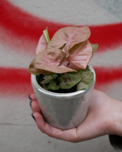 Syngonium Neon Robusta mini_2.jpg