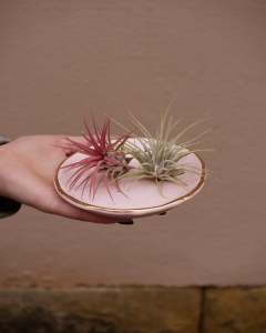 Tillandsia mix