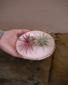 Tillandsia_mix_1.jpg