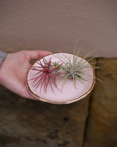 Tillandsia_mix_1.jpg