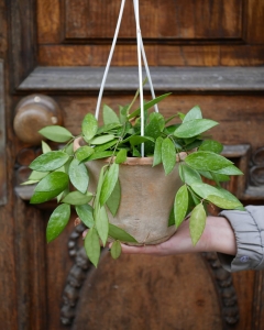 Hoya Gracilis