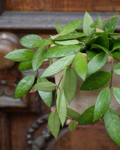 Hoya Gracilis_3.jpg