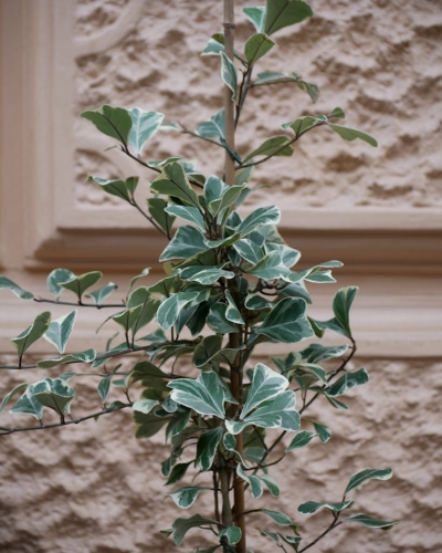 Ficus triangularis_2.jpg