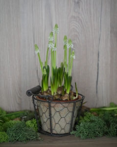 Doniczka w metalowym koszyku