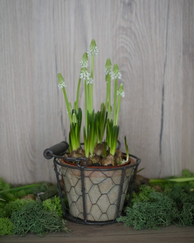 Doniczka w metalowym koszyku_2.jpg