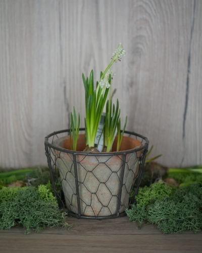 Doniczka w metalowym koszu_3.jpg