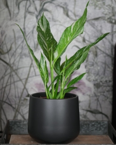 Spathiphyllum Variegata