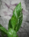 Spathyphyllum Variegata_2.jpg