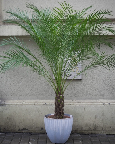 Phoenix Roebelinii_1.jpg