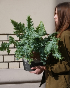 Phlebodium aureum 'Davana'