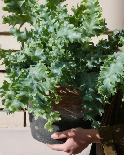 Phlebodium aureum Davana_2.jpg