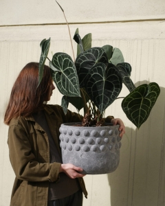 Anthurium Clarinervium