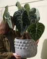 Anthurium clarinervium_2.jpg