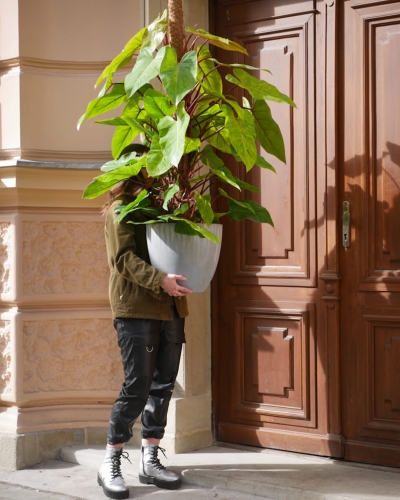 Philodendron Painted Lady_1.jpg