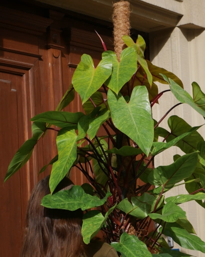Philodendron Painted Lady_2.jpg