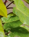 Philodendron Painted Lady_3.jpg
