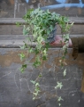 Hedera helix Mona Lisa_1.jpg