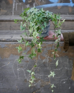 Hedera helix 'Mona Lisa'