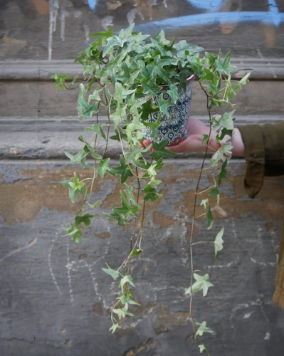 Hedera helix Mona Lisa_1.jpg